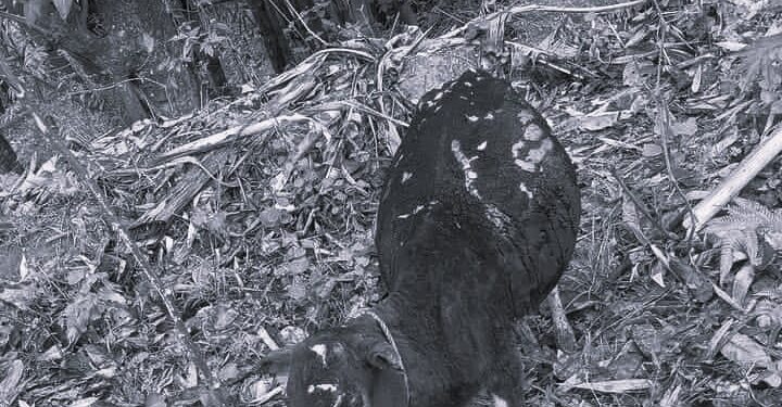 नेचासल्यान गाउँपालिकामा आगलागी, ३ वटा पशु जलेर मरे