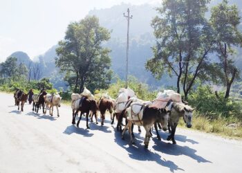 खच्चड चरिचरण रोक्न खिजिदेम्बा–९ को आग्रह