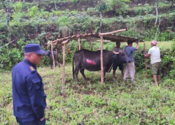 आगोबाट भैँसी जोगाउन खोज्दा राम बहादुर घाइते 