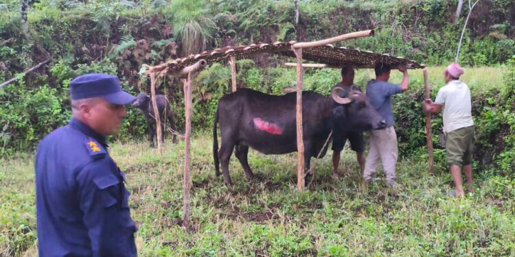 आगोबाट भैँसी जोगाउन खोज्दा राम बहादुर घाइते 