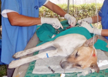 संखुवासभामा २ सय कुकुरको निःशुल्क बन्ध्याकरण, रेबिज नियन्त्रणमा टेवा