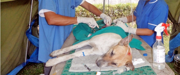 संखुवासभामा २ सय कुकुरको निःशुल्क बन्ध्याकरण, रेबिज नियन्त्रणमा टेवा