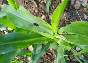 भोजपुरमा फौजी किराको प्रकोप