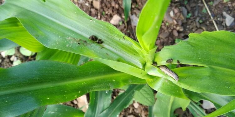 भोजपुरमा फौजी किराको प्रकोप