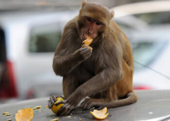 बाँदरको आतङ्क न्यून गर्न सिमलदेखि चिया खेतीसम्म सरकारी प्रोत्साहन