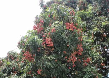 लिचीपछि कुभिण्डेको बहारः किसानलाई टिप्न र बेच्न फुर्सद छैन