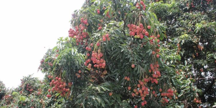 लिचीपछि कुभिण्डेको बहारः किसानलाई टिप्न र बेच्न फुर्सद छैन