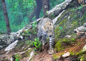 सोलुखुम्बुमा चितुवाको आतंक : कृषक सतर्क रहनु आवश्यक