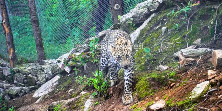 सोलुखुम्बुमा चितुवाको आतंक : कृषक सतर्क रहनु आवश्यक