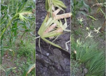 माप्यदुधकोशी गाउँपालिका–६ मा बादरको आतंकः किसान हैरान