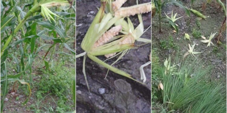 माप्यदुधकोशी गाउँपालिका–६ मा बादरको आतंकः किसान हैरान