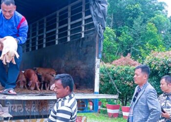 हलेसीमा महिला, अपाङ्गता भएका र विदेशबाट फर्किएकालाई बङ्गुरका पाठा वितरण