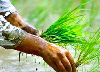 नेचासल्यान गाउँपालिकामा २२ औँ राष्ट्रिय धान दिवस विशेष कार्यक्रमका साथ मनाइने