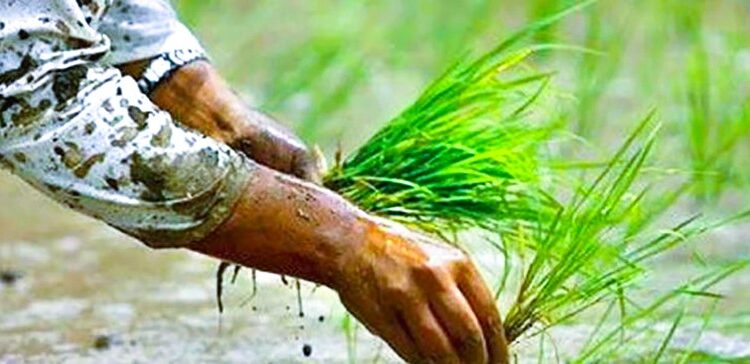 नेचासल्यान गाउँपालिकामा २२ औँ राष्ट्रिय धान दिवस विशेष कार्यक्रमका साथ मनाइने