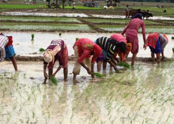 कोशीमा १४.२५ प्रतिशत रोपाइँ सम्पन्नः सोलुखुम्बुमा ६.३१ प्रतिशत