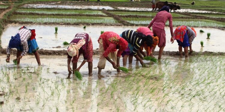 कोशीमा १४.२५ प्रतिशत रोपाइँ सम्पन्नः सोलुखुम्बुमा ६.३१ प्रतिशत
