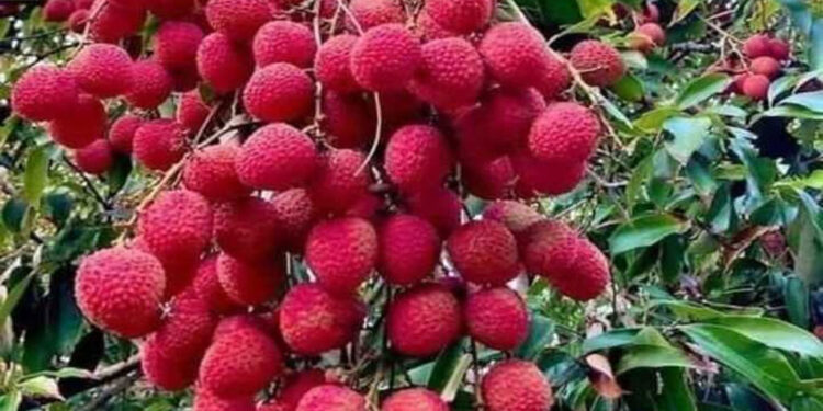 रावाबेसीबाट एक करोड हाराहारीको लिची बिक्री