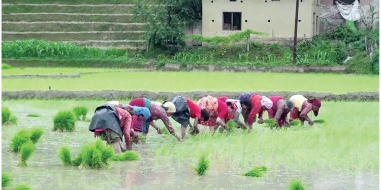 अबको बर्षाले धान रोपाइँमा तीव्रता आउने अपेक्षा : सोलुखुम्बुमा ढिलो वर्षाले बनायो असर