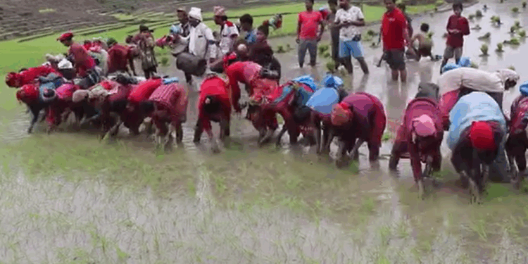 सोलुखुम्बुमा अहिले सम्म २६.९३ प्रतिशत मात्र धान रोपाइँ
