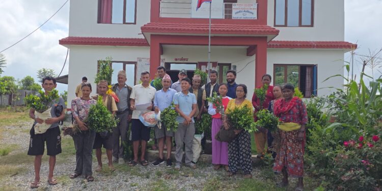 फिक्कल गाउँपालिका–६ मा बाजो जमिन उपयोगका लागि कागती, सुन्तला र जुनारको बिरुवा वितरण