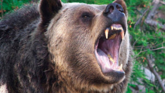 सिन्धुलीमा बाख्रा चराउन गएका वृद्धमाथि भालुको आक्रमण