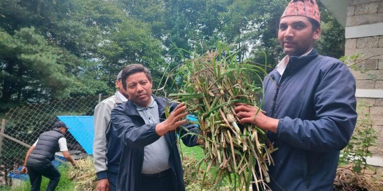 भेटेरिनरी अस्पताल तथा पशु सेवा विज्ञ केन्द्र सोलुले किसानलाई उन्नत जातका घाँस वितरण गर्दै