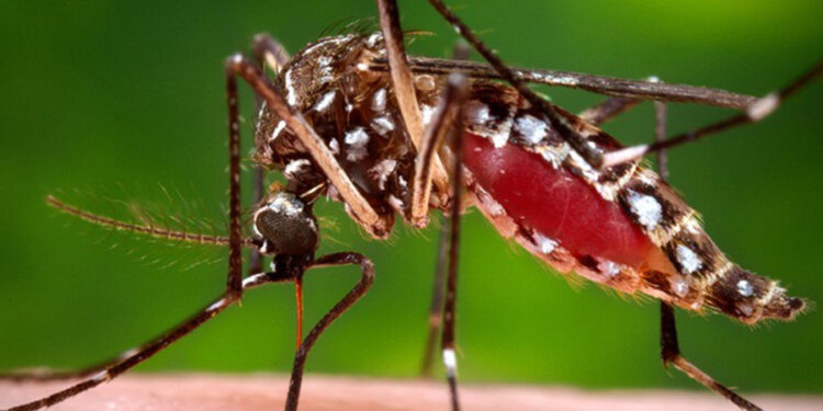 कोशी प्रदेशमा डेङ्गी संक्रमण तीव्र : सावधानी अपनाउन चिकित्सकको आग्रह