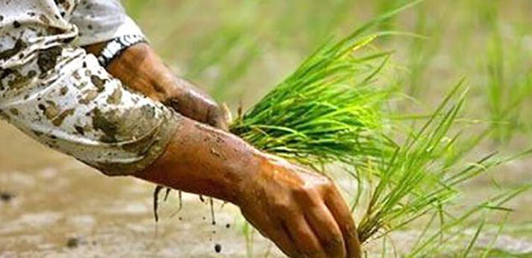 खोटाङमा असार अन्तिमसम्म ७१.८ प्रतिशत धान रोपाइँ सम्पन्न