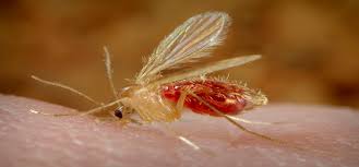 ओखलढुंगामा ५ जनामा नयाँ कालाजारको संक्रमण पुष्टि