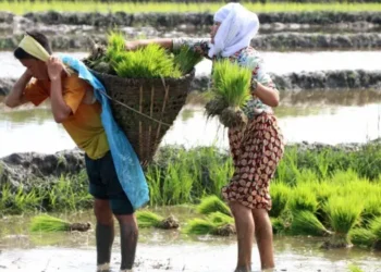 कोशी प्रदेशमा धान रोपाइँको प्रगतिः साउन १८ सम्म ८९.०३ प्रतिशत