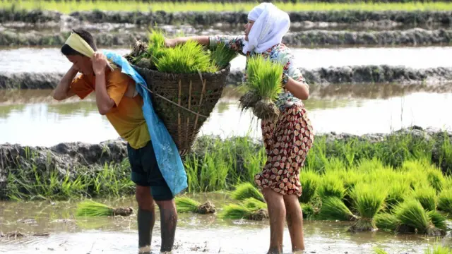 कोशी प्रदेशमा धान रोपाइँको प्रगतिः साउन १८ सम्म ८९.०३ प्रतिशत