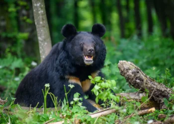 महाकुलुङमा भालु आतंक, अन्नबालीमा क्षती, स्थानीयको निद हराम