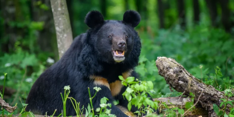 महाकुलुङमा भालु आतंक, अन्नबालीमा क्षती, स्थानीयको निद हराम