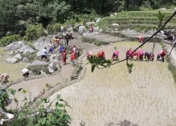 कोशी प्रदेशमा ९४ प्रतिशत रोपाई, वर्षा अभावका कारण गतवर्षको तुलनामा कमी