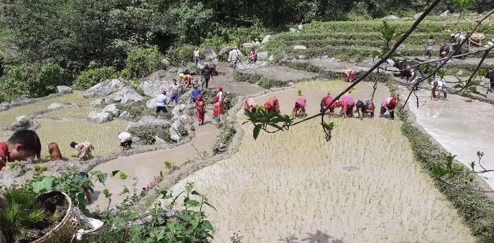 कोशी प्रदेशमा ९४ प्रतिशत रोपाई, वर्षा अभावका कारण गतवर्षको तुलनामा कमी