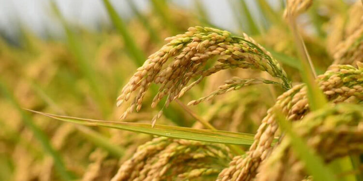 किसानका लागि खुशीको खबर : सरकारले बढायो धानको न्यूनतम मूल्य