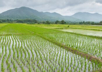 सोलुखुम्बुमा ९४ दशमलव ६९ प्रतिशत धान रोपाई सकियो