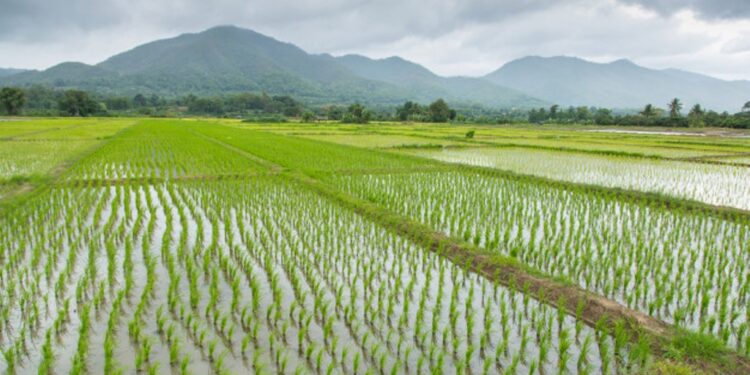 सोलुखुम्बुमा ९४ दशमलव ६९ प्रतिशत धान रोपाई सकियो