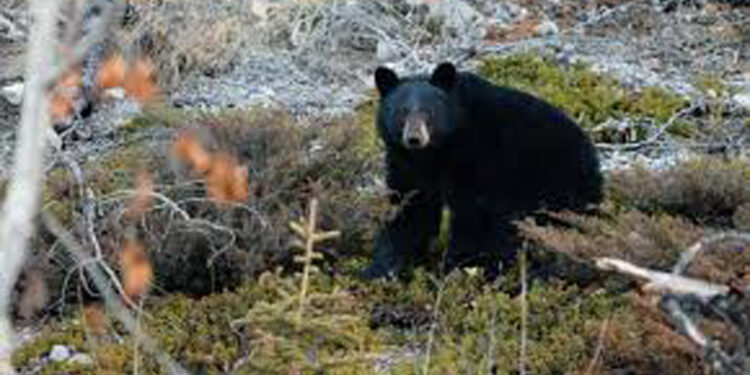 सोलुखुम्बुमा घाँस काट्न गएकी महिलामाथि भालुको आक्रमण, एक जना घाइते