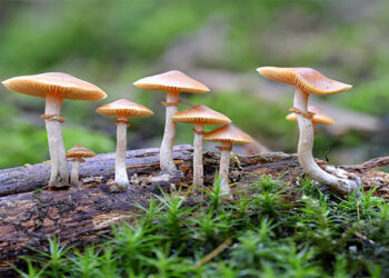 उदयपुरमा विषालु जङ्गली च्याउ खाँदा एकै परिवारका आठ जना बिरामी