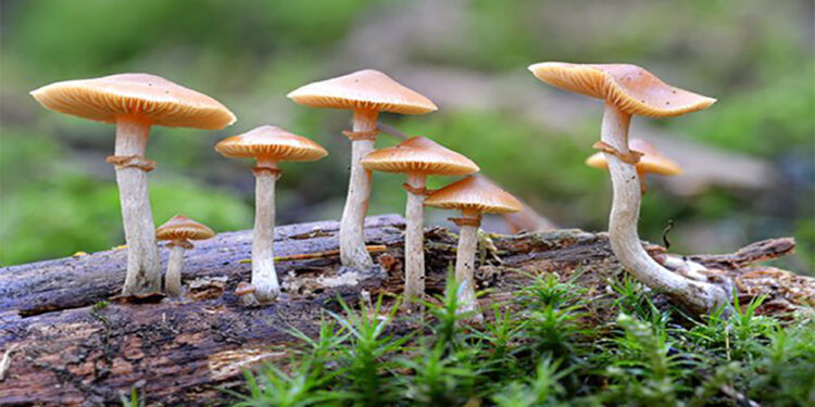 उदयपुरमा विषालु जङ्गली च्याउ खाँदा एकै परिवारका आठ जना बिरामी