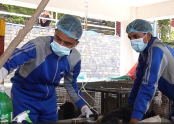 सोलुदुधकुण्ड नगरपालिकामा २४५ सामुदायिक कुकुरको बन्ध्याकरण र रेविजविरुद्ध खोप