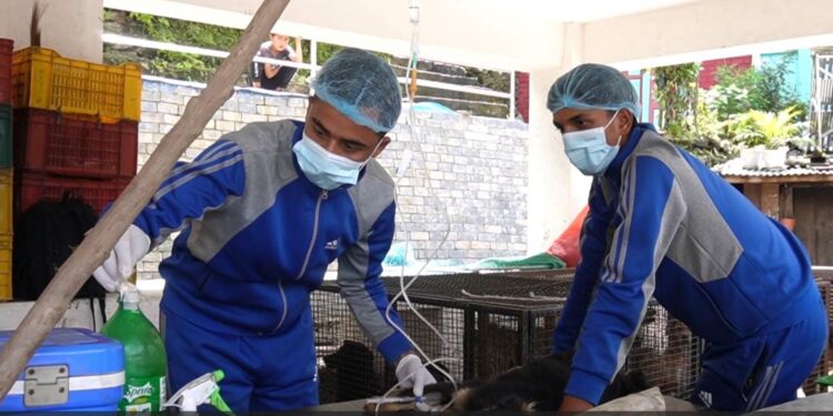 सोलुदुधकुण्ड नगरपालिकामा २४५ सामुदायिक कुकुरको बन्ध्याकरण र रेविजविरुद्ध खोप