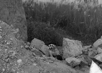 उदयपुरमा माटो खन्ने क्रममा ढिस्कोले पुरिएर एक महिलाको मृत्यु