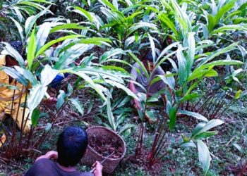 सोलुखुम्बुमा १३४.५० मेट्रिकटन अलैँची उत्पादन