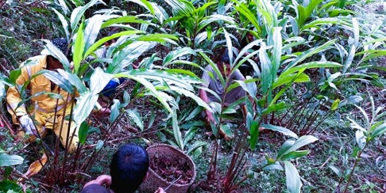 सोलुखुम्बुमा १३४.५० मेट्रिकटन अलैँची उत्पादन