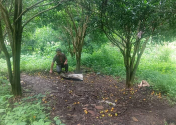 भोजपूरमा सुन्तला झर्न थालेपछि किसान चिन्तित