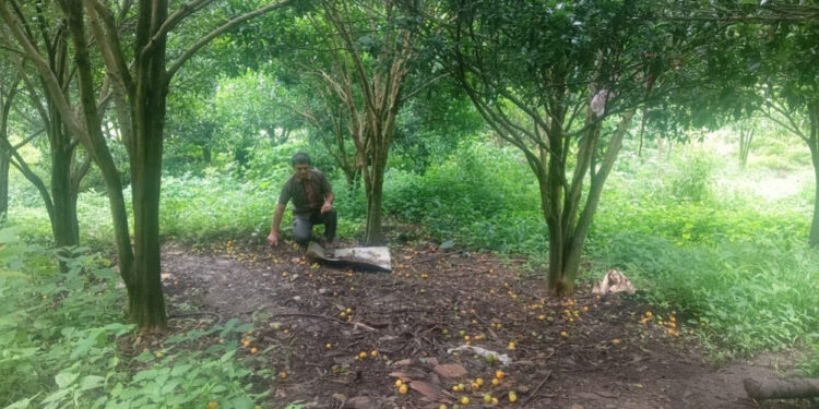 भोजपूरमा सुन्तला झर्न थालेपछि किसान चिन्तित