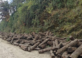 थुलुङ दुधकोशीमा सडकमा काठ राखिँदा सवारीसाधन आवागमनमा प्रत्यक्ष असर, तीन दिनभित्र हटाउन निर्देशन