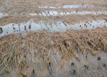 मोन्था चक्रवातको प्रभावपछि कृषकलाई सावधानी अपनाउन कृषि ज्ञान केन्द्र सोलुखुम्बुको आग्रह